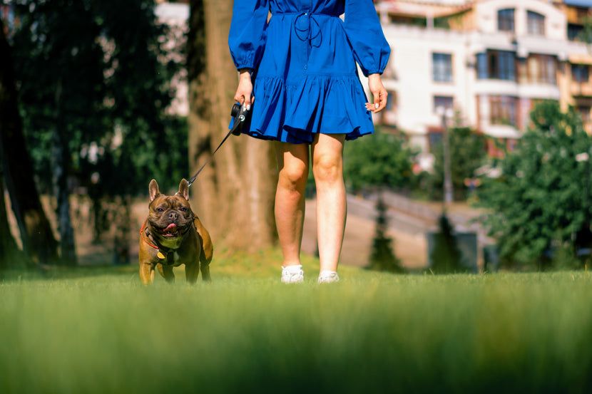 From Leash to Lounge: Ensuring Your Pet’s Safety and Comfort Inside and Out