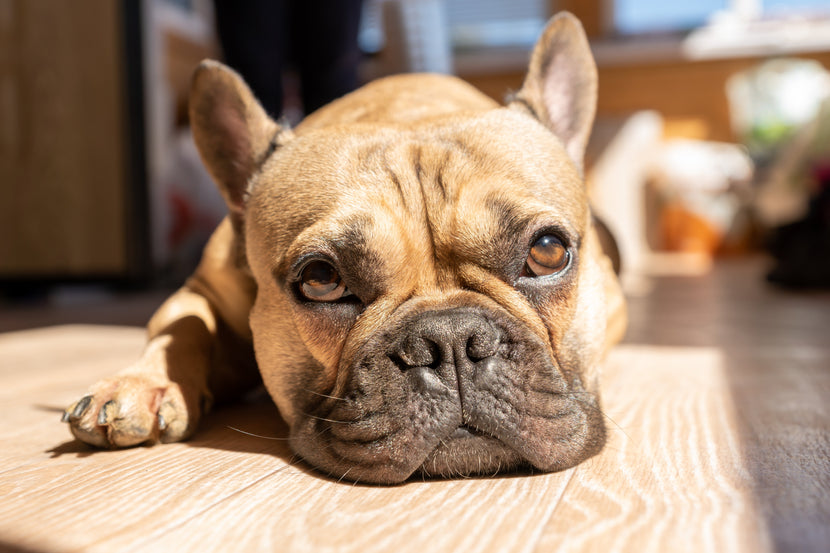 Pet Wellness: The Top 5 Health Issues Every Pet Parent Should Know About