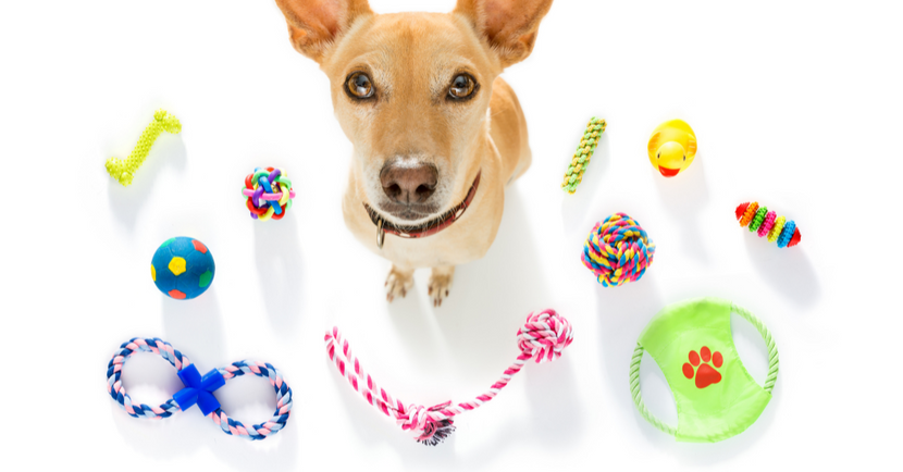 How To Pick the Right Toy for Your Dog