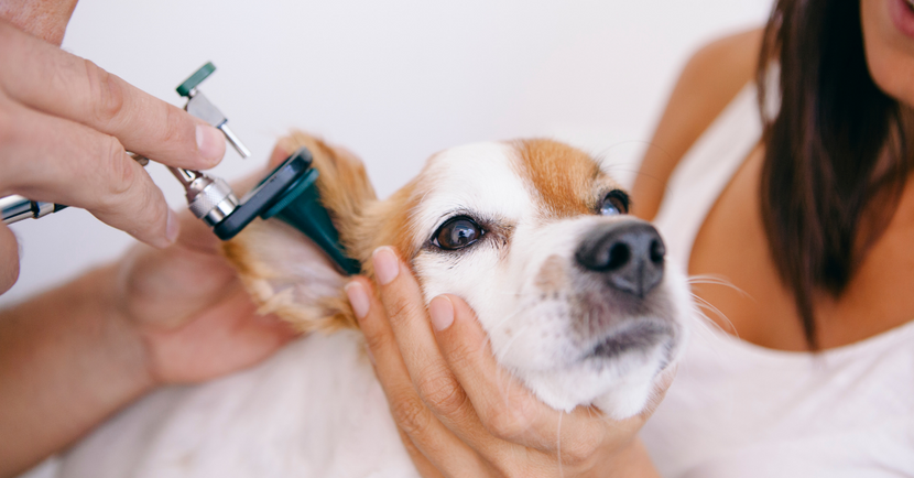 Ear Infections in Dogs