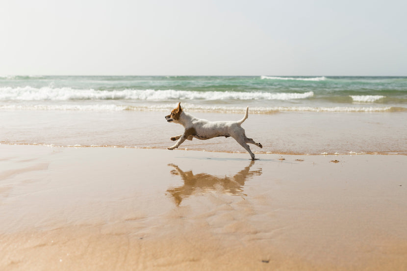 Pet Hygiene 101: Beyond Bath Time