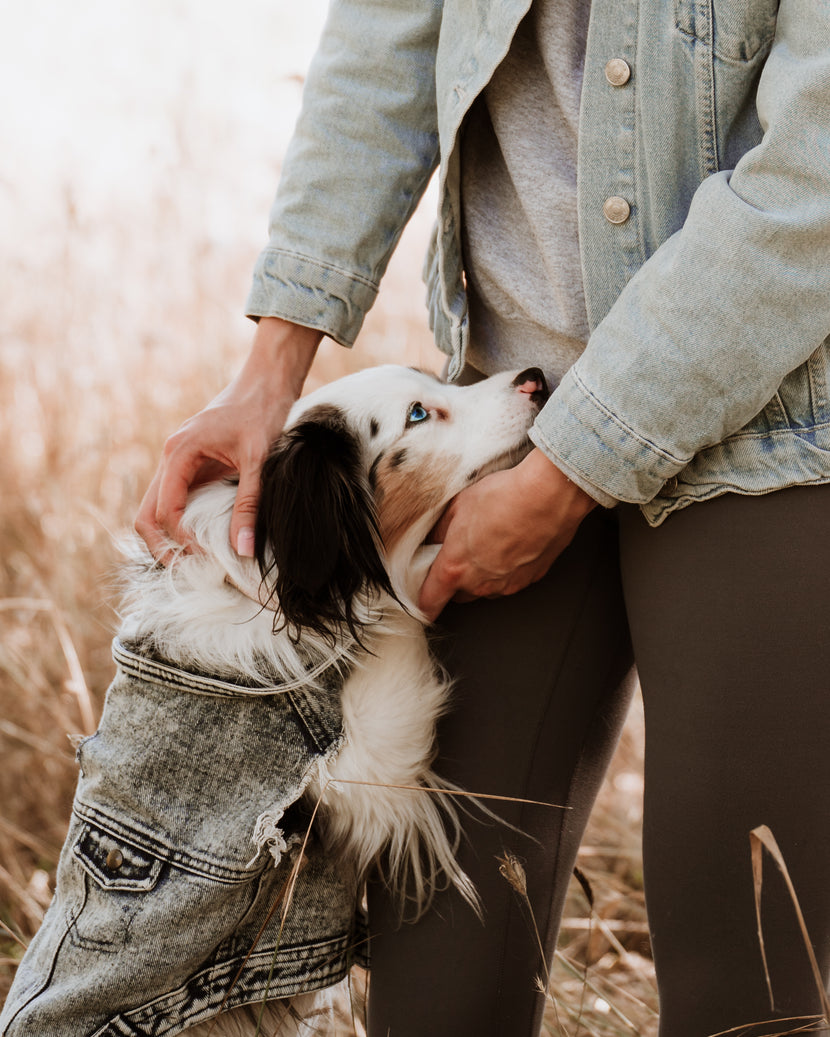 From Socialization to Serenity: Promoting Your Pet’s Mental Health